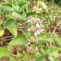 Coleus amboinicus Lour.